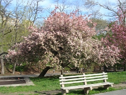 2011 Spring Scenery Walk - Riverside Park 22